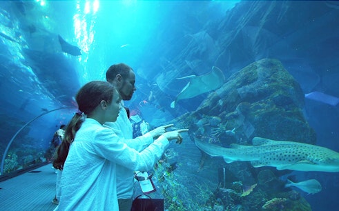 Dubai Aquarium & Underwater Zoo with Penguin Cove Tickets