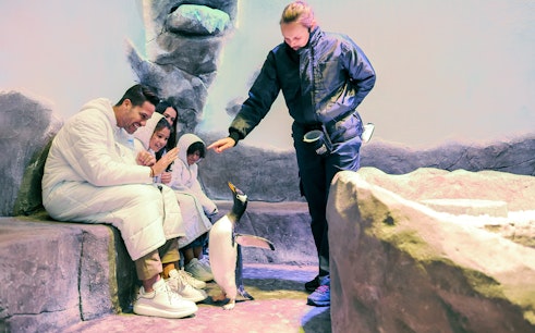 Dubai Aquarium & Underwater Zoo with Penguin Cove Tickets