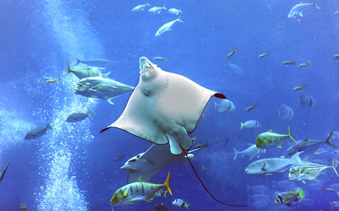 Dubai Aquarium & Underwater Zoo with Penguin Cove Tickets